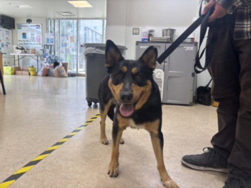 Photo of Unity, adoptable Australian Kelpie in San Pedro, California