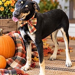 Photo of Quinoa, adoptable Border Collie Labrador Retriever in Mt. Laurel, New Jersey