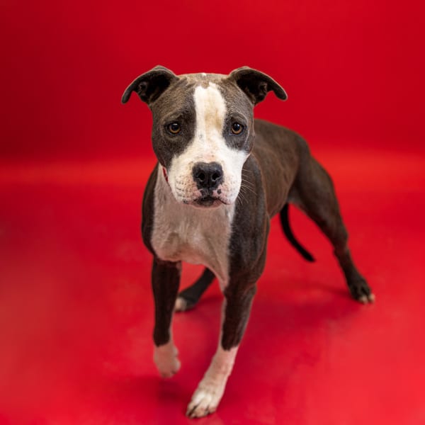 Photo of Celia Hw+, adoptable Pit Bull cross in Lawrenceville, Georgia