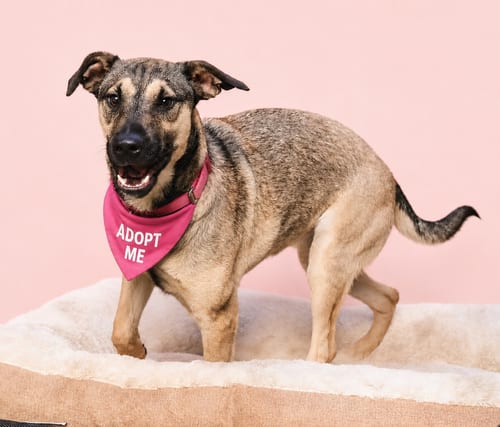 Photo of Rubi, adoptable Chihuahua in Inglewood, California