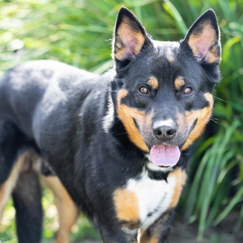 Photo of Gator, adoptable German Shepherd Dog in Camarillo, California