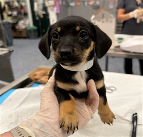 Photo of A1942367, adoptable Chihuahua in Thousand Palms, California