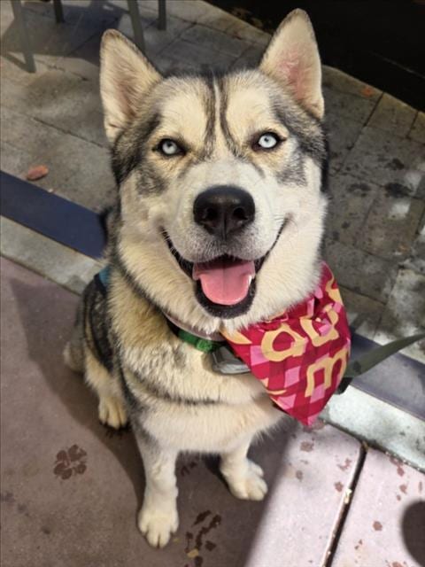 Photo of Capri, adoptable Husky in Woodland, California