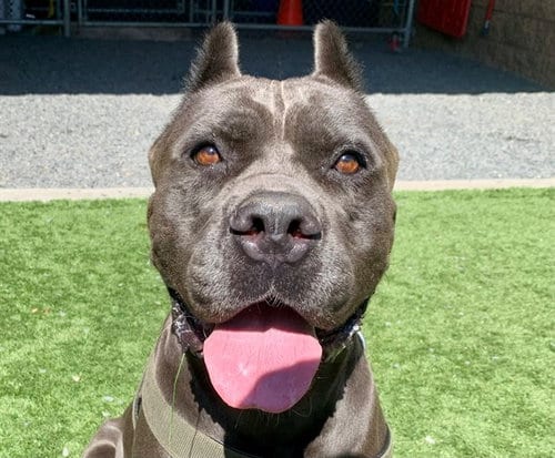 Photo of Marcy, adoptable Cane Corso Mastiff in Moreno Valley, California