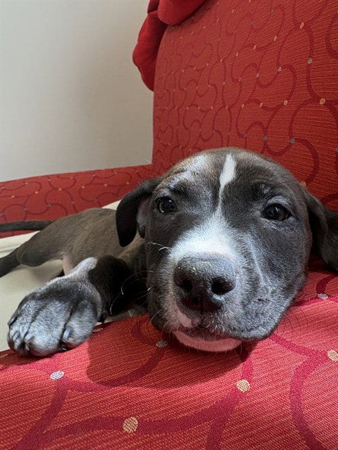 Photo of Brindlee, adoptable Staffordshire Bull Terrier in Brewster, Massachusetts