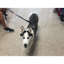 Photo of Loba 2, adoptable Husky in Doral, Florida