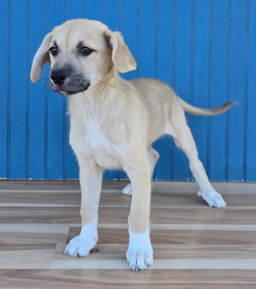 Photo of Edith, adoptable Labrador Retriever in Sedalia, Colorado