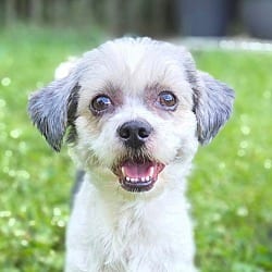 Photo of Oreo, adoptable Shih Tzu in Bridgeton, Missouri