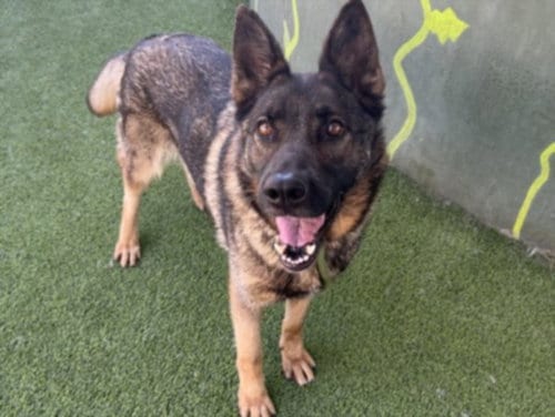 Photo of Felina, adoptable German Shepherd Dog in Chatsworth, California