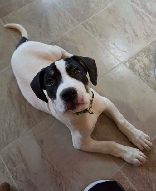Photo of Morgawr, adoptable Terrier in Evansville, Indiana