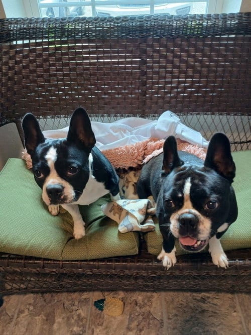 Photo of Spike and Jet, adoptable Boston Terrier in Eastman, Georgia