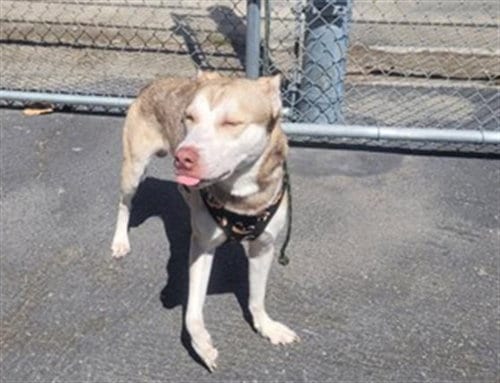 Photo of Carl, adoptable Siberian Husky in Los Angeles, California