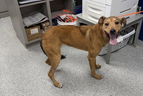 Photo of Sissy, adoptable Basenji in Pasadena, Texas