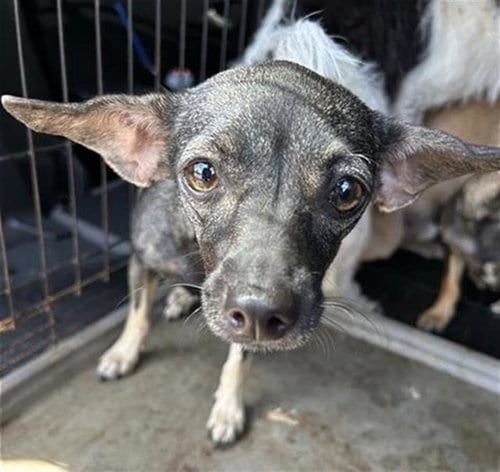 Photo of Reggie, adoptable Terrier in San Antonio, Texas