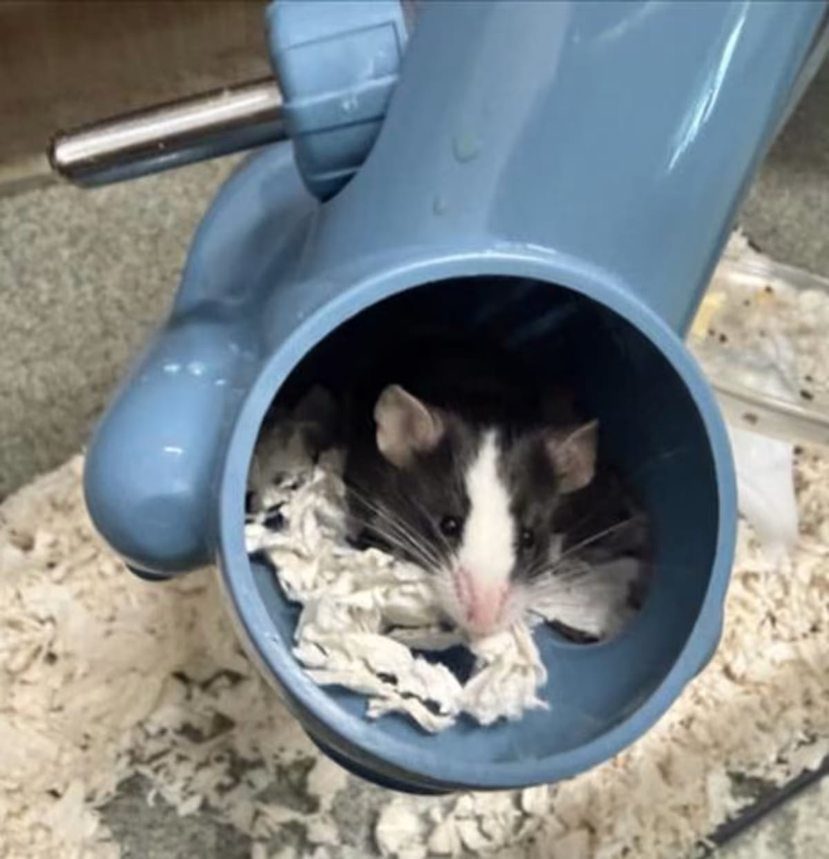 Photo of Pepe, adoptable Mouse in Loveland, Colorado