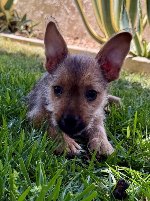 Photo of Oscar, adoptable Unknown breed in Rancho Santa Fe, California