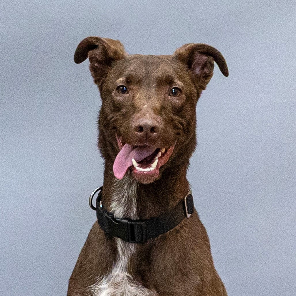 Photo of Rufus, adoptable Shepherd, Australian / Mix in Council Bluffs, Iowa