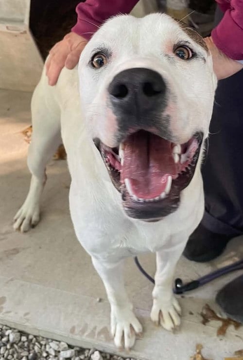 Photo of Buster, adoptable American Staffordshire Terrier in Frenchburg, Kentucky
