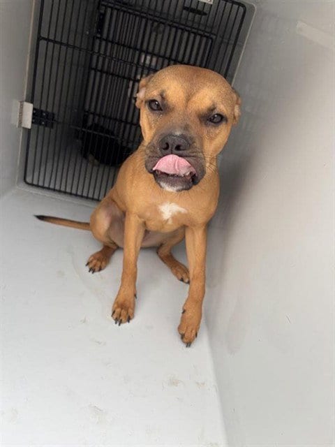 Photo of Munchie, adoptable Boxer in Houston, Texas