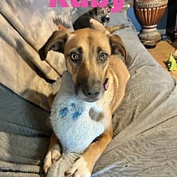 Photo of Ruby 1, adoptable Great Dane in East Hartford, Connecticut