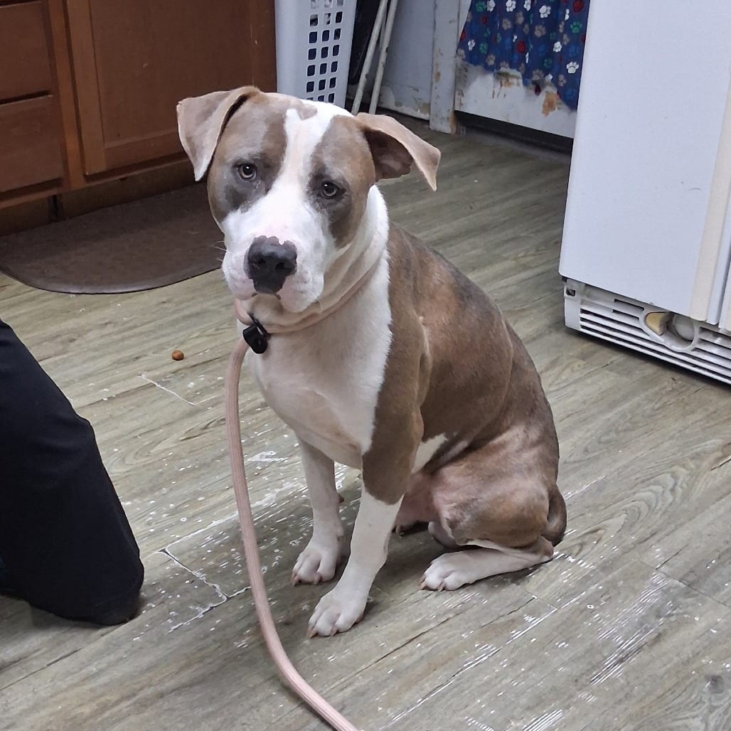 Photo of Nugget, adoptable Mixed Breed (Medium) in Summerville, South Carolina