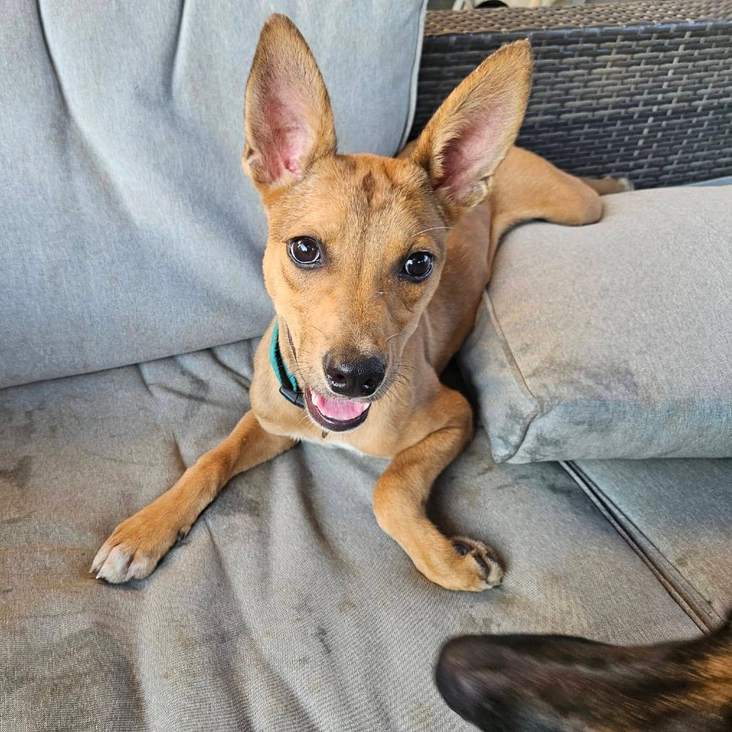 Photo of Foxy, adoptable Retriever, Labrador / Basenji in Boonville, Missouri