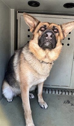 Photo of Elsa, adoptable German Shepherd Dog in Baldwin Park, California