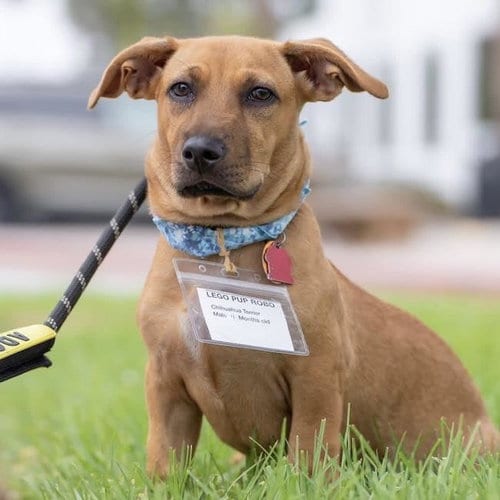 Photo of Lego Pup - Robo, adoptable Chihuahua in San Diego, California