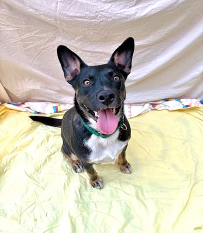 Photo of Gumdrop, adoptable Terrier mix in Brooklyn, New York