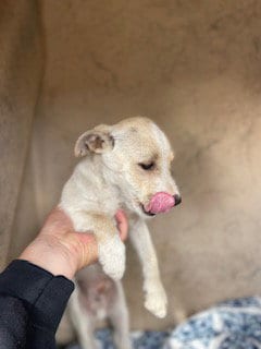 Photo of Coby, adoptable Chihuahua in Salinas, California