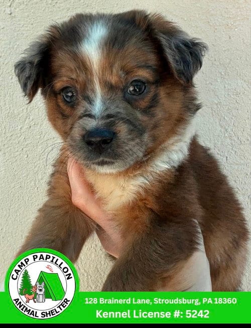 Photo of Carla, adoptable Australian Shepherd in Stroudsburg, Pennsylvania