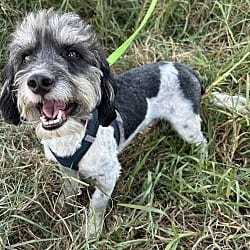 Photo of Max, adoptable Schnoodle in Bell Gardens, California