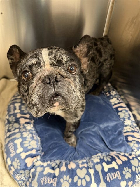 Photo of Lenny, adoptable French Bulldog in Naples, Florida