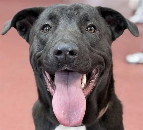 Photo of Trout, adoptable Labrador Retriever in Ukiah, California