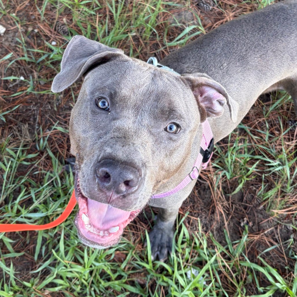 Photo of Stitch, adoptable Mixed Breed (Large) in West Olive, Michigan