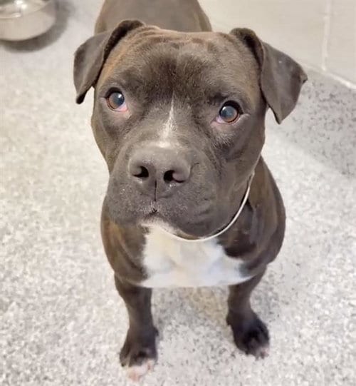 Photo of A662622, adoptable Pit Bull Terrier in Houston, Texas