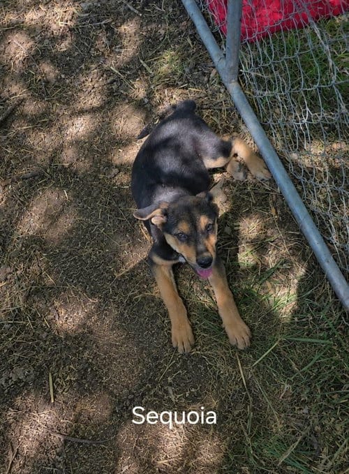 Photo of Sequoia, adoptable German Shepherd Dog in MIDWAY, Utah