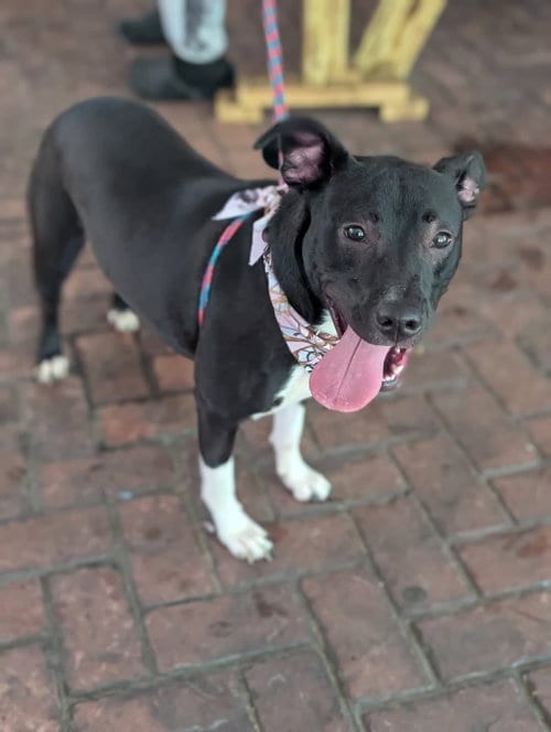 Photo of Neriah - Louisiana Litter, adoptable Terrier in Holly Springs, North Carolina