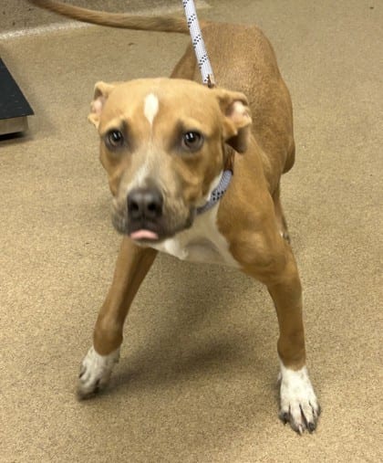 Photo of Drago, adoptable dog in Chamblee, Georgia