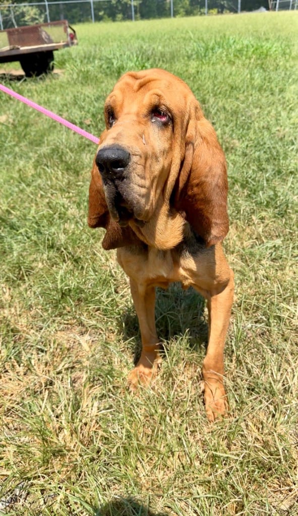 Photo of Forrest- Available Awaiting Spay/Neuter, adoptable Bloodhound in Chickamauga, Georgia
