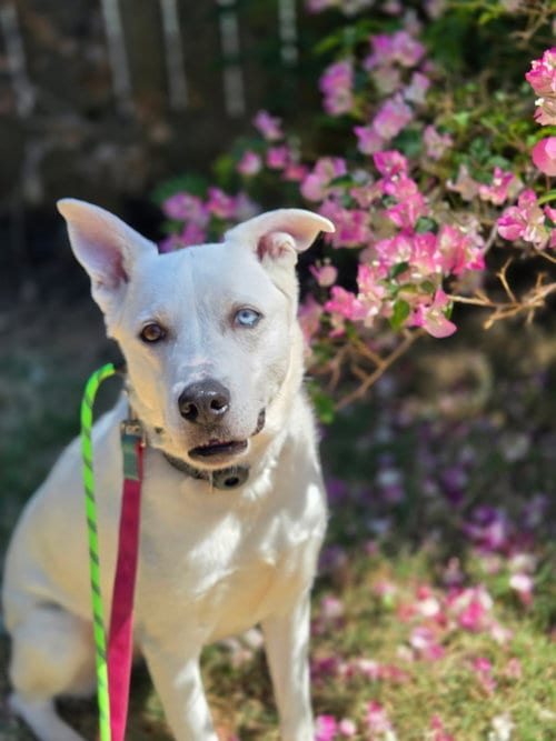 Photo of Bulma, adoptable Husky in San Diego, California