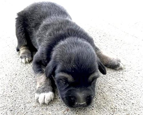 Photo of A660444, adoptable German Shepherd Dog in Houston, Texas
