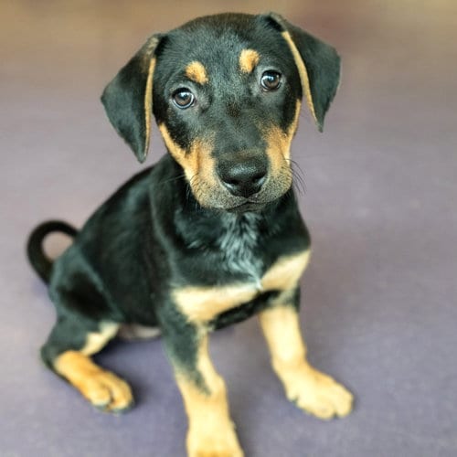 Photo of Mustard the Puppy, adoptable Pit Bull Terrier in Burlingame, California