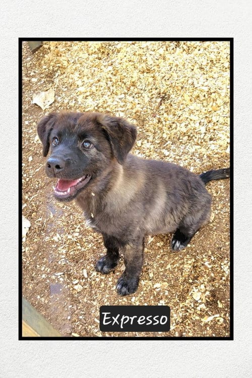 Photo of Expresso, adoptable Shepherd in Granbury, Texas