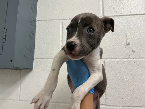 Photo of Bailey, adoptable Pit Bull Terrier in San Bernardino, California