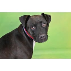 Photo of Raven, adoptable Labrador Retriever in Ft Lauderdale, Florida