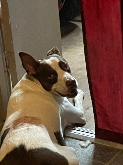 Photo of Roscoe, adoptable Pit Bull Terrier in Oak Bluffs, Massachusetts