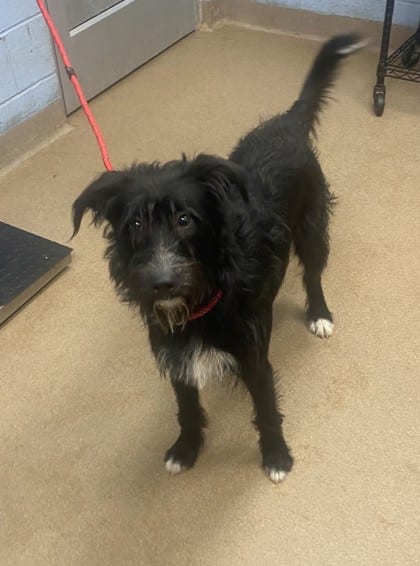 Photo of Grover Rover, adoptable dog in Chamblee, Georgia