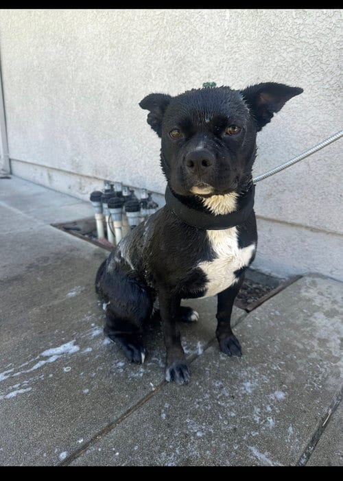 Photo of Kiki, adoptable American Pit Bull Terrier in Woodland, California