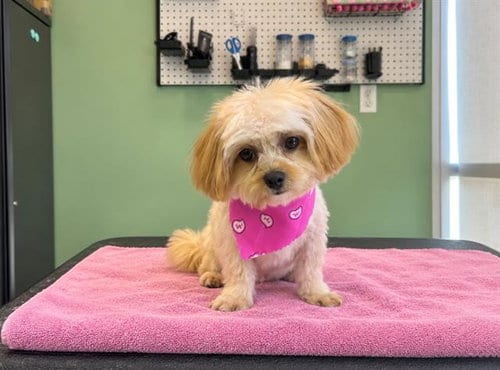 Photo of Lucy, adoptable Yorkshire Terrier Yorkie in Orange, California